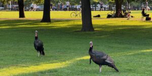 Bandi and I on the Cambridge Common