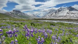 Wrangle-St Elias National Park, Alaska. July 21, 2022
